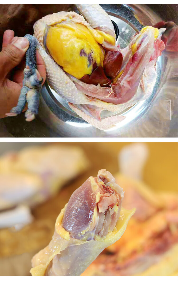 正宗四川农家散养土鸡老母鸡月子鸡新鲜跑步鸡 3斤 一只