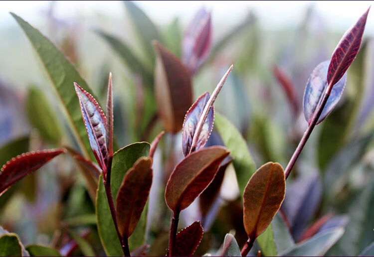 古树红茶礼金奖100克紫娟红茶云南红茶叶工夫红茶古树春茶浓香型100克