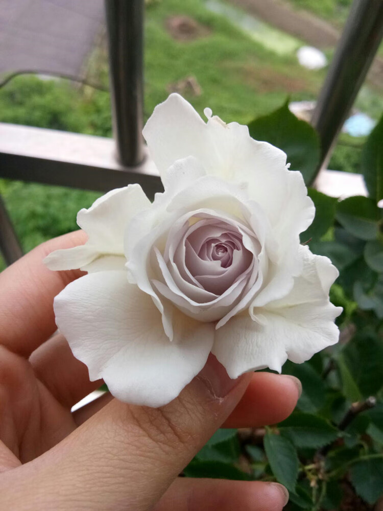 日月加百列大天使玫瑰浓香花卉丰花灌木阳台蔷薇四季开月季花苗 大