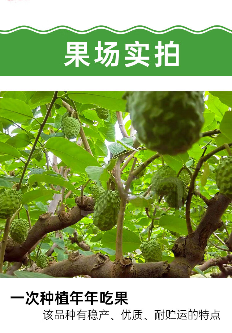 凤梨释迦果树苗摩尼嫁接果苗牛奶番荔枝红特大南方种植盆栽苗 凤梨