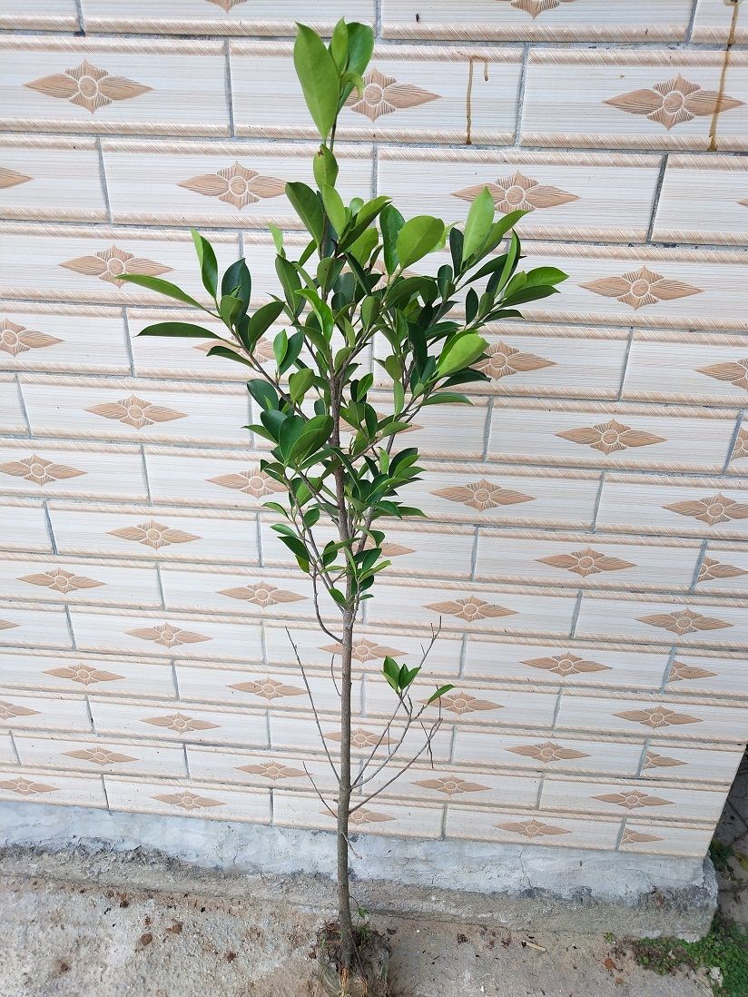 榕树苗榕树小叶榕榕树苗独木成林四季常青风景树室内外苗木庭院园林