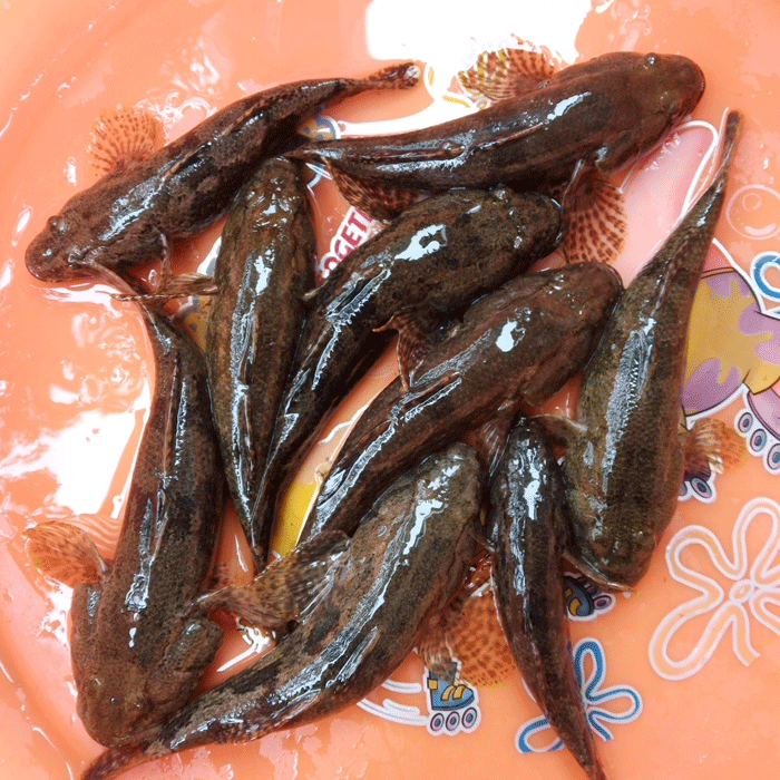 lism正宗呆子鱼笋壳鱼小河生态塘鳢鱼沙塘鳢土步鱼虎头鱼鲜活现杀野生