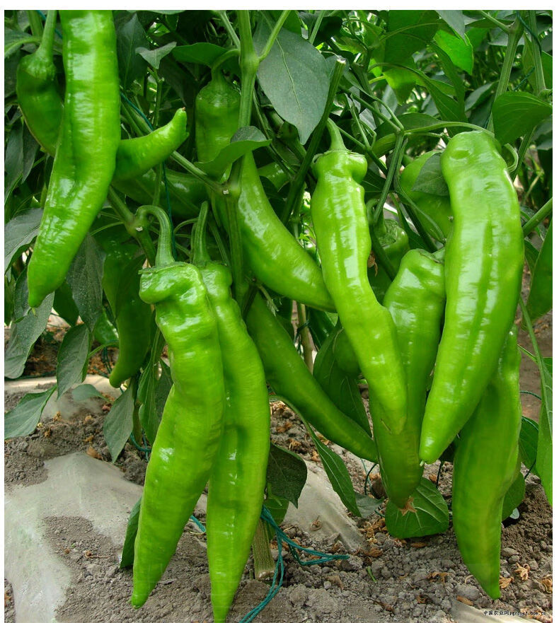 新鲜青椒农家自种精选虎皮椒辣椒线椒菜椒新鲜蔬菜3斤精选新鲜菜椒圆