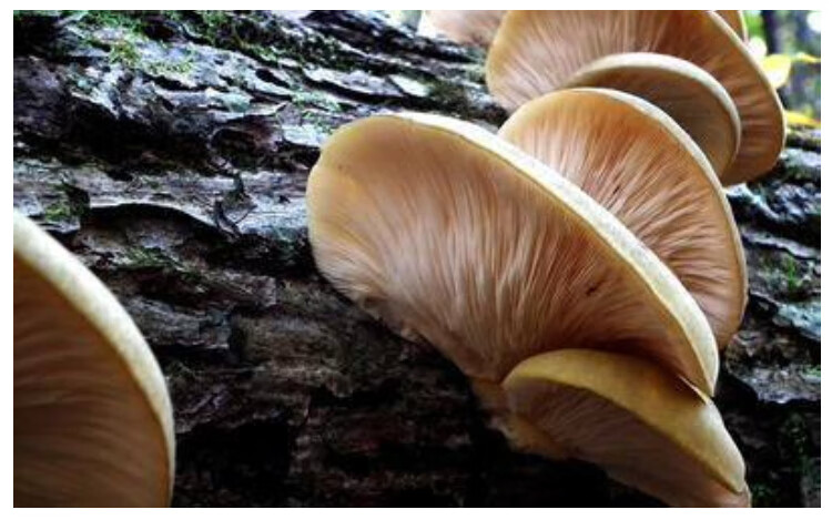 东北野生蘑干货冻蘑小黄蘑新货黑龙江特产冬蘑菇500g山产品