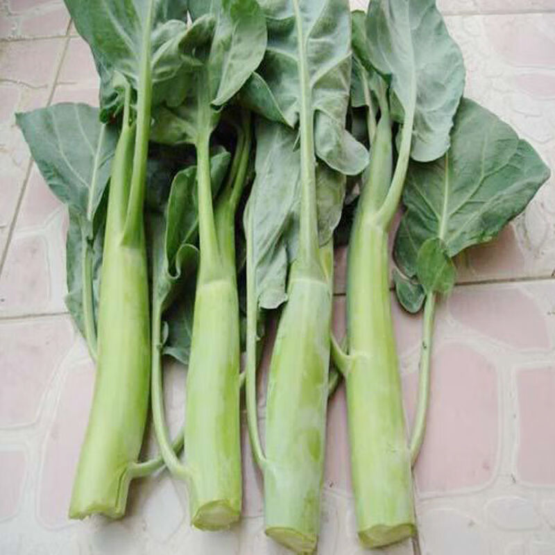 晨臻新鲜大芥兰芥兰笋5斤装广东芥兰当季食用粗芥兰杆整箱团建song礼
