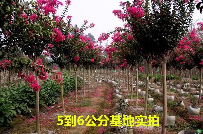 四季红火箭紫薇花速生百日红树苗小苗庭院盆栽绿化工程苗木地径5公分