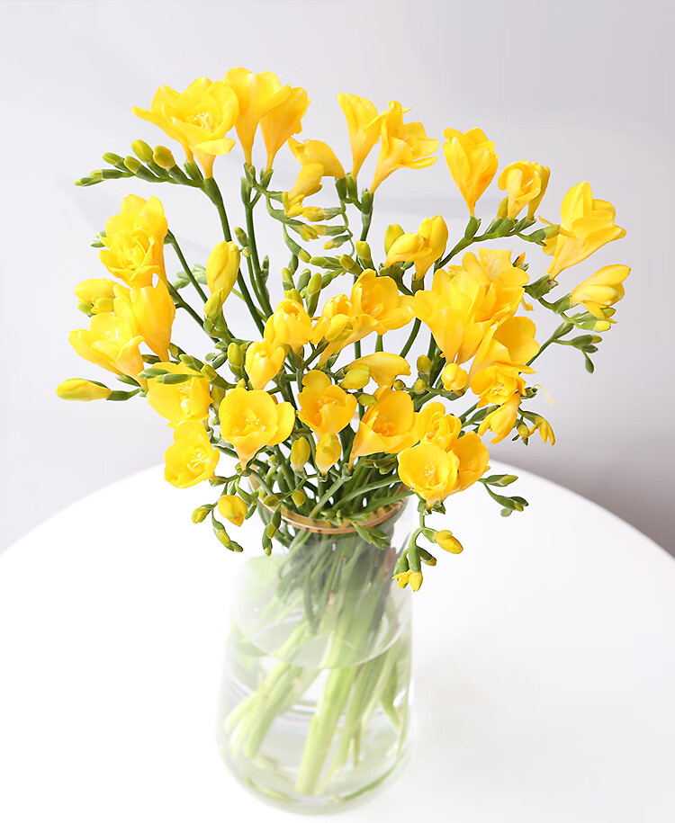 香雪兰鲜花云南基地直发家用插花水养昆明基地直批鲜切花小苍兰香雪兰