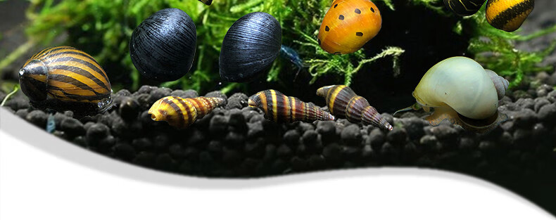 除藻虾螺套餐观赏螺鱼缸草缸清洁淡水冷水苹果螺大型大号 双喜临门