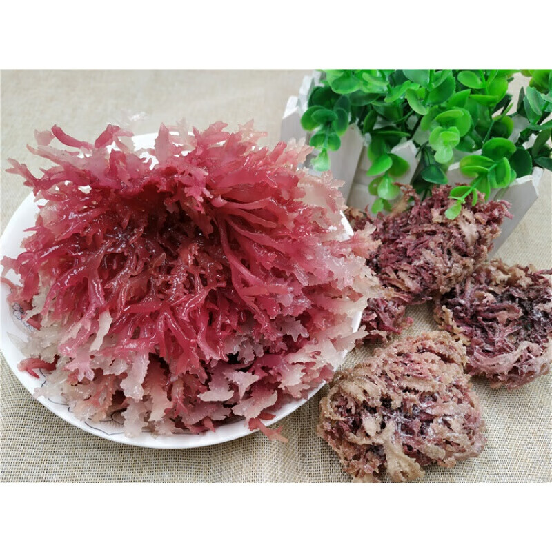 石花菜 一级红石花菜500g麒麟菜血草海燕窝海石花膏海凉粉海冻菜干货