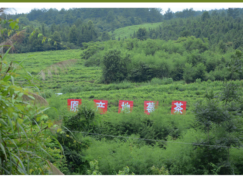 茅巖龍鬚莓茶湖南湘西土特產張家界莓茶嫩芽藤茶黴茶125克125克嫩芽