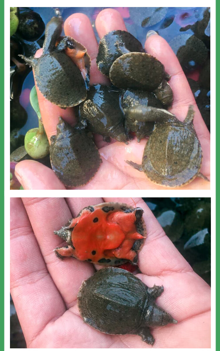 vakada小甲鱼苗乌龟活体中华鳖鱼苗王八幼苗鱼活体饲料甲鱼苗1只单买