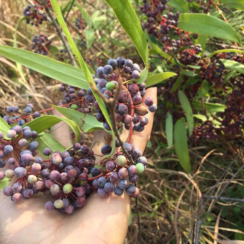 静谧药材土茯苓种子 新采土茯苓种子 野生茯苓树籽红土苓硬饭头冷饭团