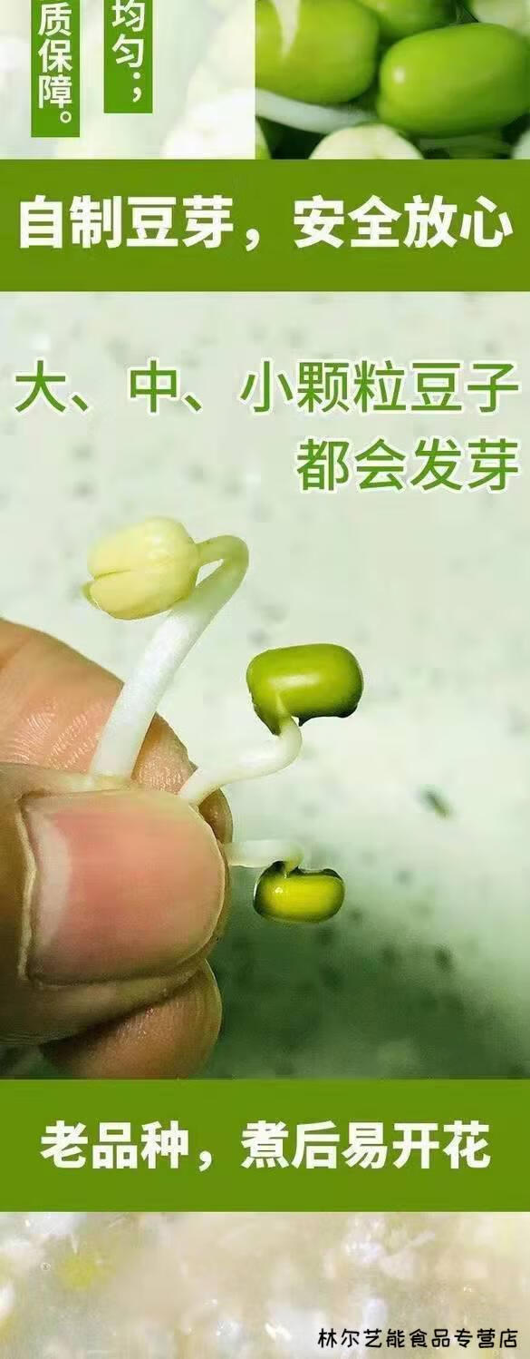 农家直销绿豆批发绿豆名笨绿豆煮粥发芽种子面汤专用 2021新绿豆