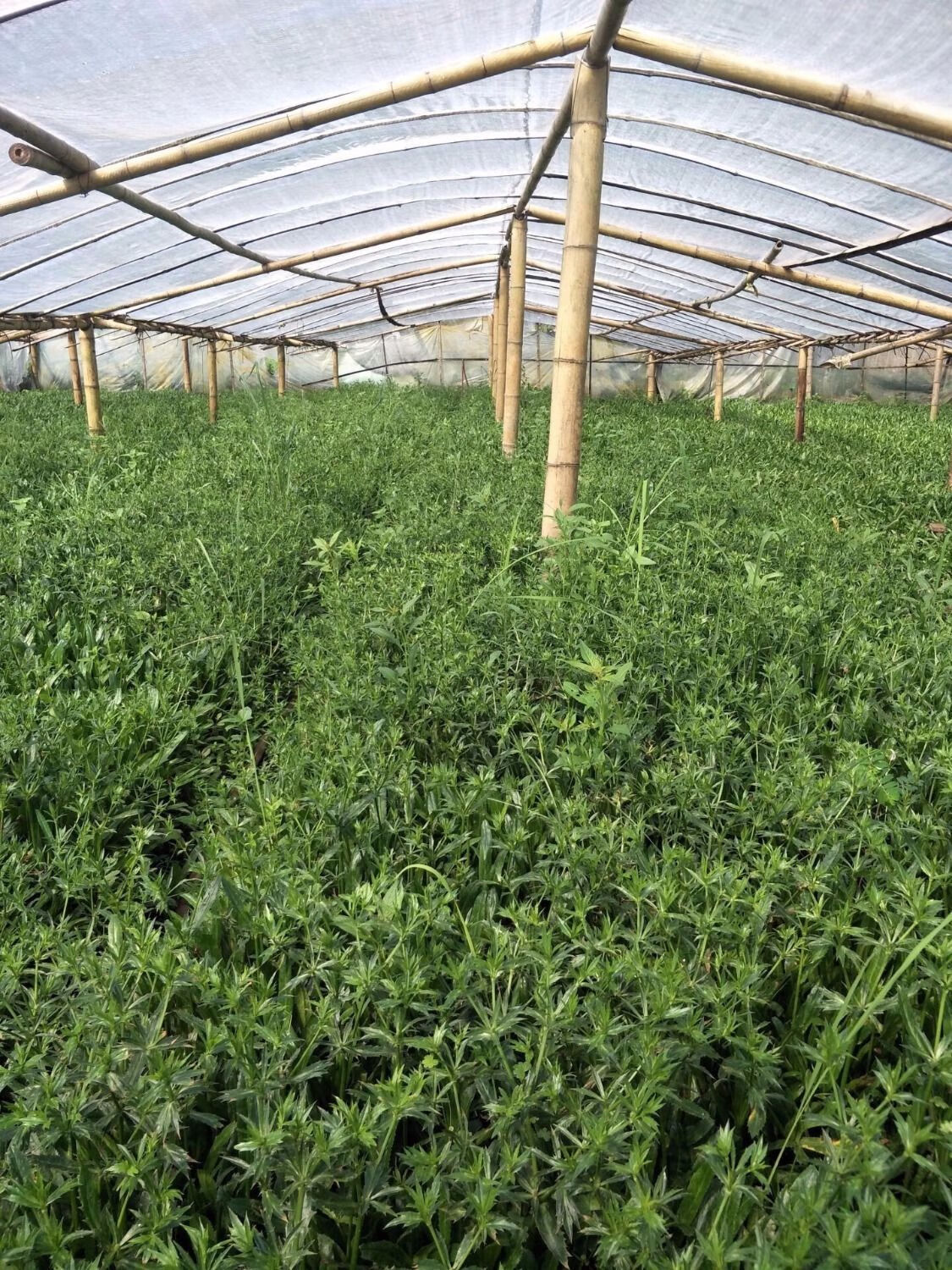 老缅芫荽芫荽种子刺芫荽苗云南阿佤大叶香菜苗云南新鲜大芫荽菜新鲜大