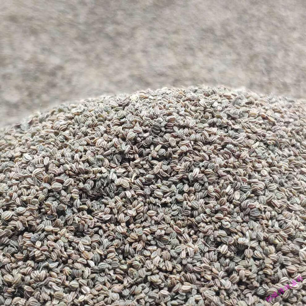 山芹菜籽神南纯山芹籽芹菜籽泡水颗粒饱满干净无杂质 山芹菜籽半斤装