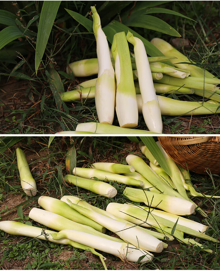 素界 农家自种茭白竹笋水笋高笋新鲜蔬菜现摘鲜嫩高瓜茭笋 5斤【图片