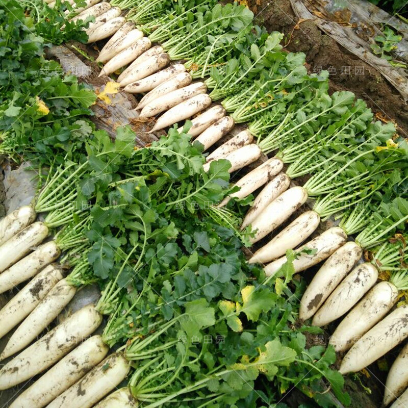 韩国夏秋白萝卜原装约 x5袋【图片 价格 品牌 报价】-京东