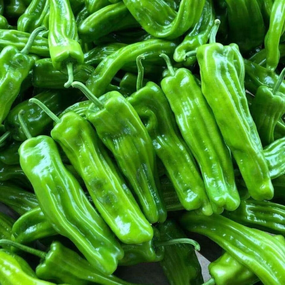 新鲜薄皮微辣虎皮青椒新鲜薄皮蔬菜整箱 薄皮青椒3斤装【图片 价格