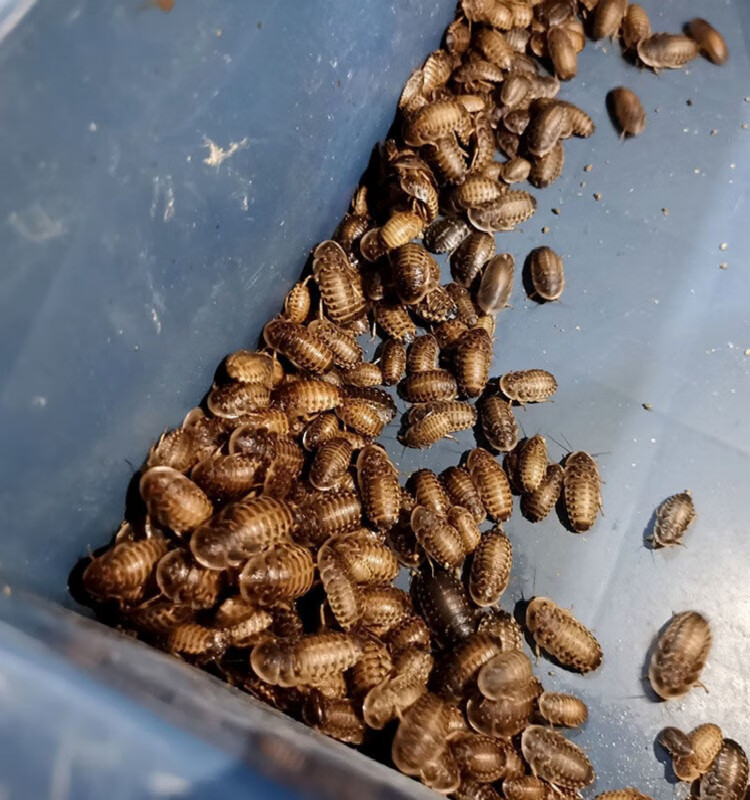 杜比亚蟑螂活体幼体繁殖组蜥蜴龙鱼守宫变色龙活饵饲料超樱桃蟋蟀 1