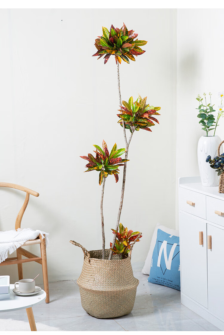 网红净化空气植物花城造型变叶木盆栽室内商场公司送礼花卉客厅阳台