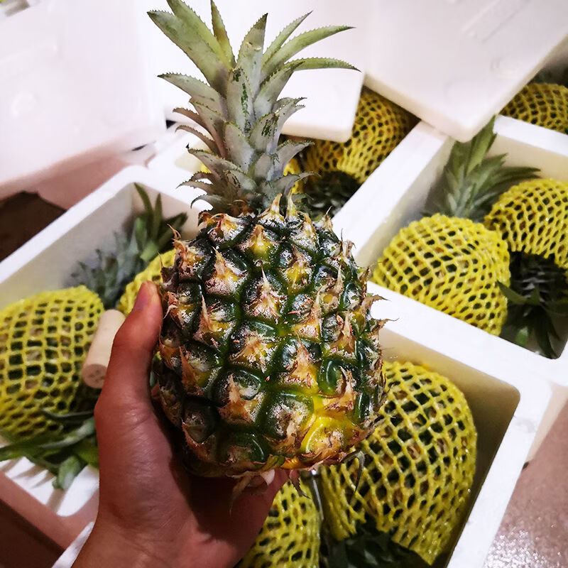 泰国品种香水小菠萝新鲜水果应季徐闻除味手撕金钻香水小菠萝910斤去