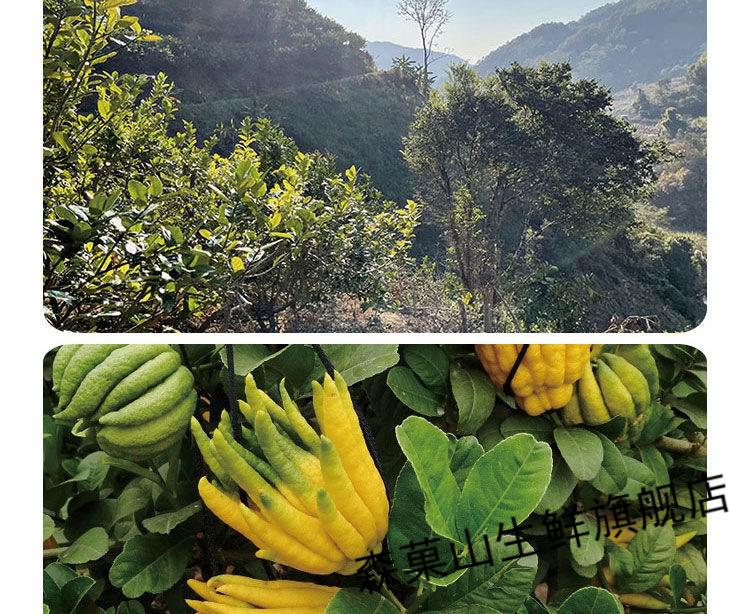 佛手柑新鲜云南佛手五指鲜果可供 1斤【图片 价格 品牌 报价】-京东