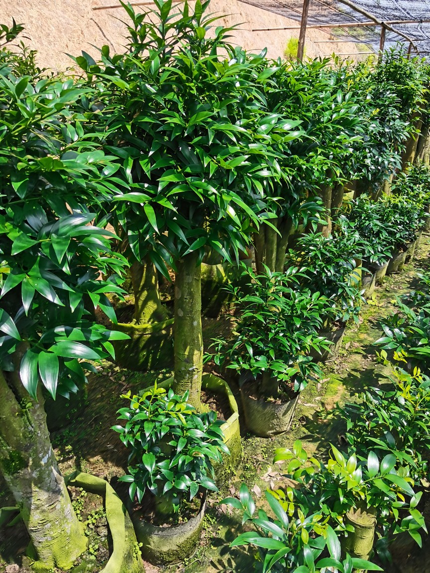 园艺竹柏大树苗平安树长寿竹盆栽竹柏老桩盆景竹柏树观叶植物 原生