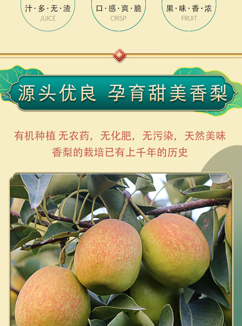 新疆正宗全母梨子新鲜应当季水果现摘产地直发整箱 9斤 全母梨特级梨