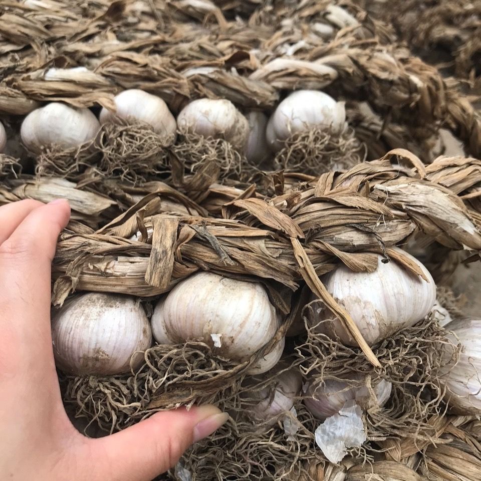 2021东北大蒜开原老城四六瓣大蒜种子蒜栽子辫子蒜干蒜新蒜中号一辩