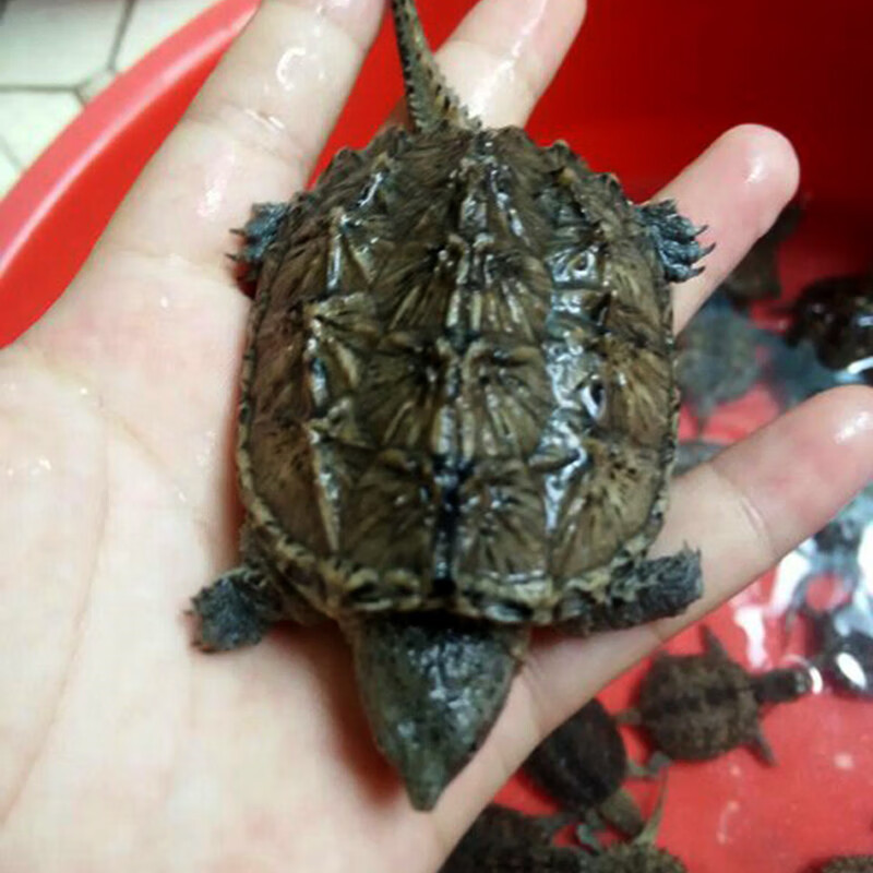 正宗纯佛杂佛北美小鳄龟苗活体龟宠物鳄龟宠物龟乌龟小龟cmaos 纯佛暴