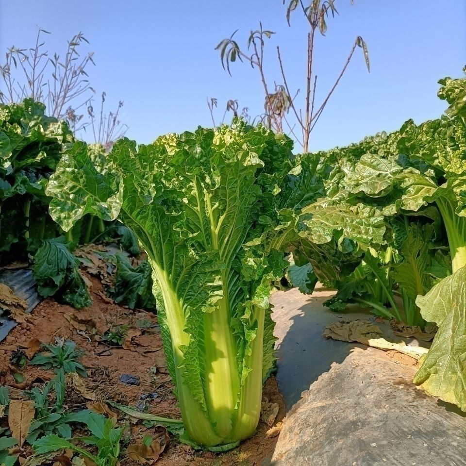 云南高山麻叶青菜大白菜天津绿白菜时令蔬菜新鲜农家自种现摘4至5斤