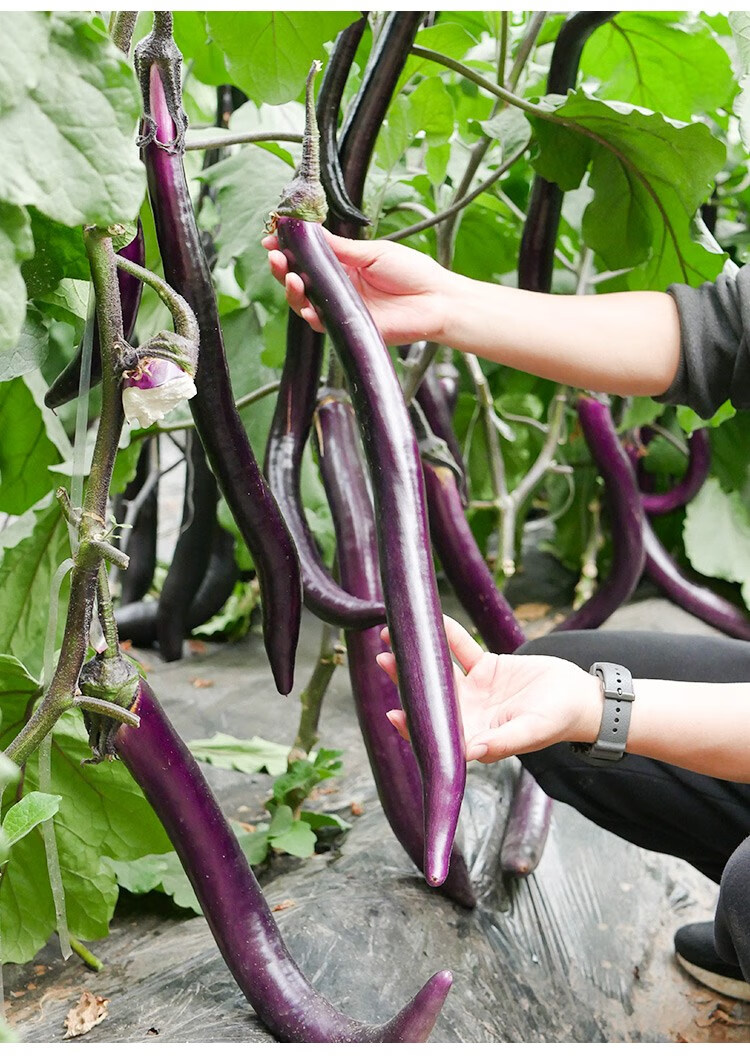 杭茄一号长茄种子苗特大线茄茄子大全秧四季菜蔬菜