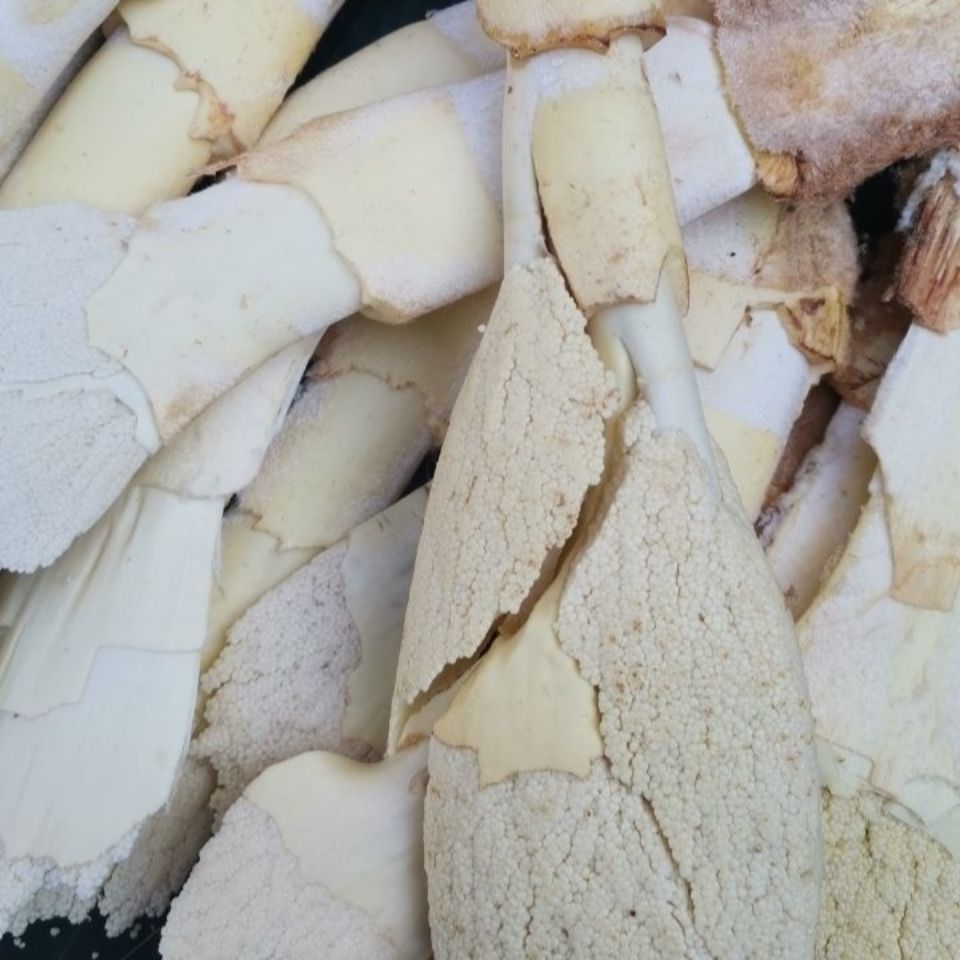 棕榈芯 食品 江西赣南农家棕贝棕苞棕包米新鲜纯生长棕芘棕芯棕心尾