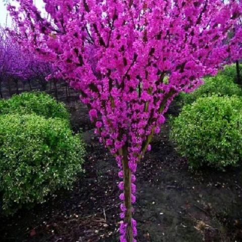 紫荆花树苗紫荆花树苗花苗紫荆树苗紫金花树苗名贵庭院绿化苗木风景树