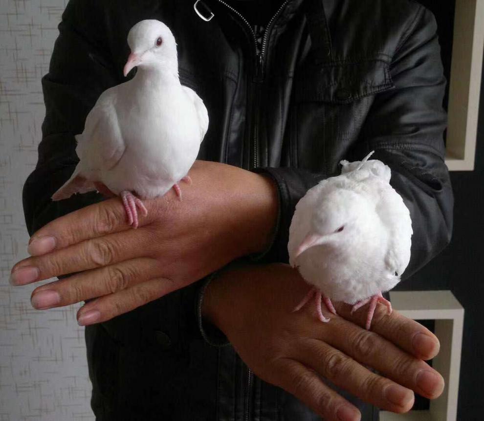 子活体幼崽魔术鸽 种鸟灰白观赏鸽子深灰宠物 浅灰魔术鸽种一对【图片