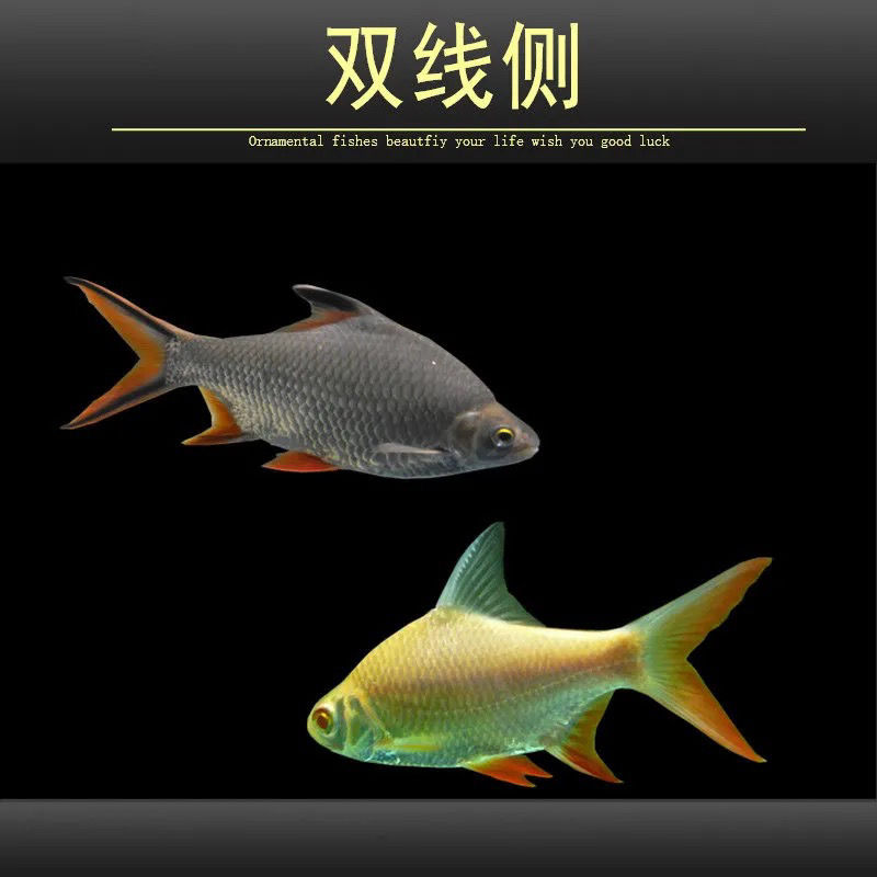 zxc观赏鱼金凤鱼银凤鱼活体泰国鲫双线侧鱼活体金银元宝鱼红鳍鲫鱼