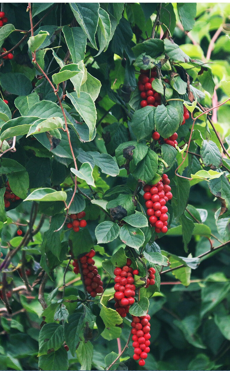 有仁堂正宗北五味子东北长白山野外生长油籽250克装泡茶泡酒2020年新