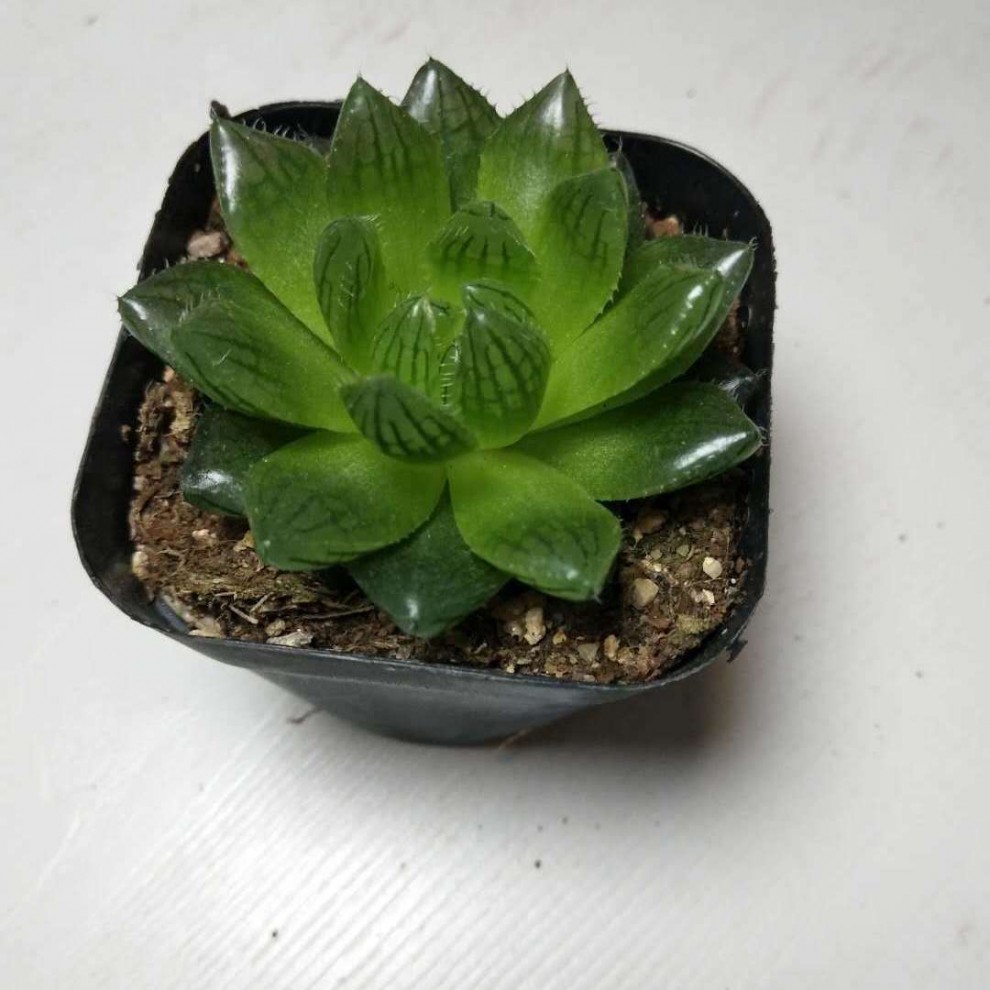 原盆原土发货多肉植物水晶玉露冰灯玉露绿植玉露 水晶玉露3-4cm 不含