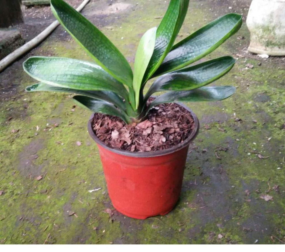鞍山精品君子兰圆头和尚短叶宽叶君子兰短叶元宝花苗麻脸室内盆栽