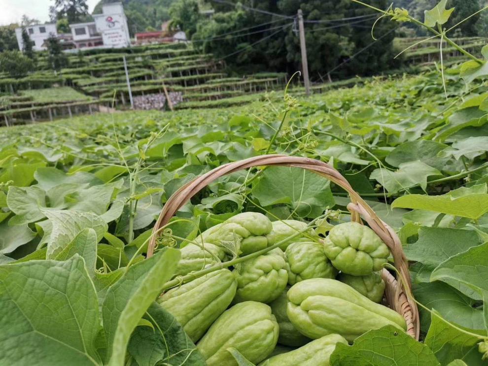 贵州新鲜佛手瓜5斤高原农家自种蔬菜洋瓜捧瓜丰收瓜窝瓜寿瓜5斤
