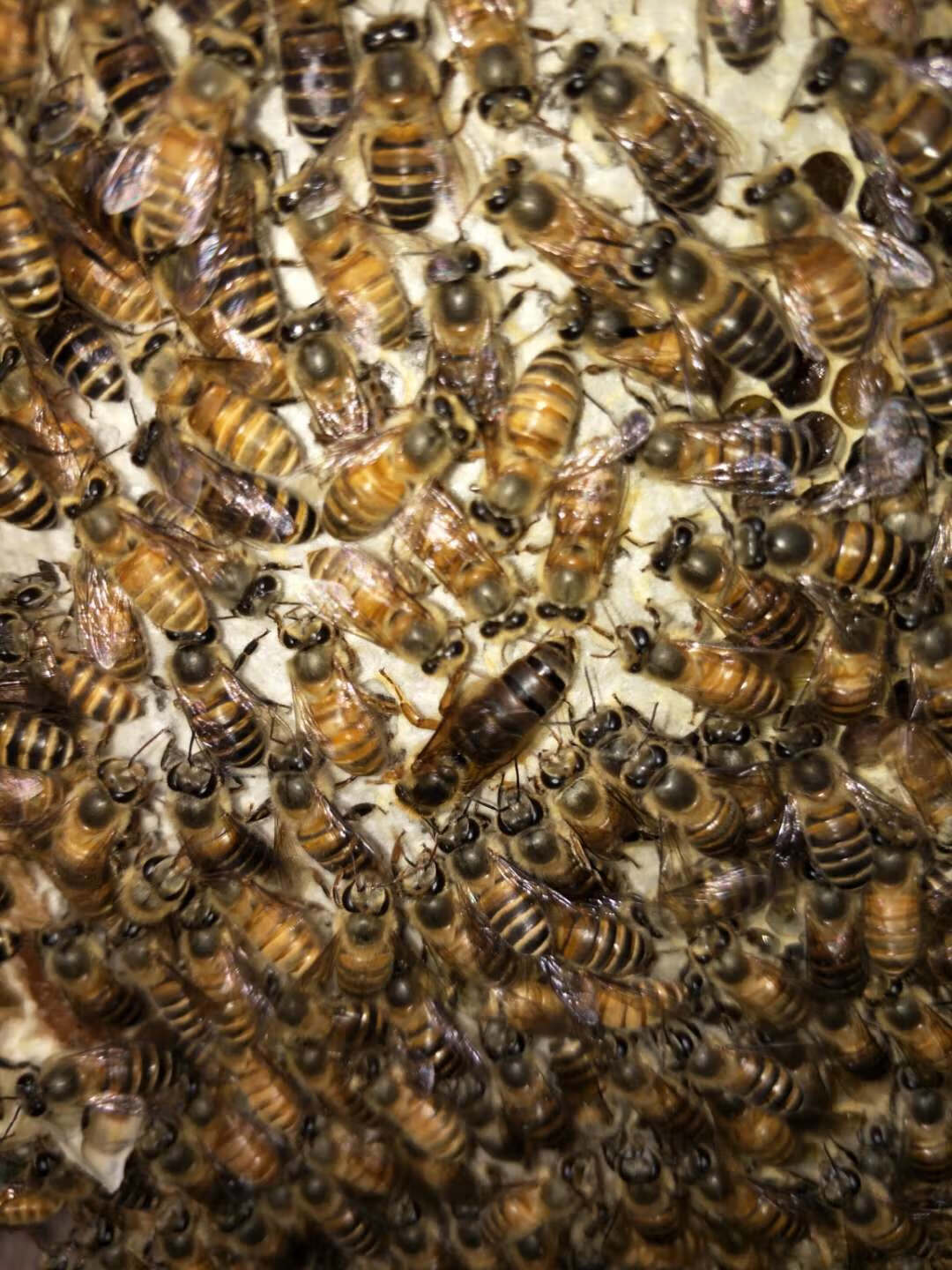 蜂王中蜂王种蜂王种良种高产蜜蜂活体新开产王产卵王双色蜜蜂王 杂交