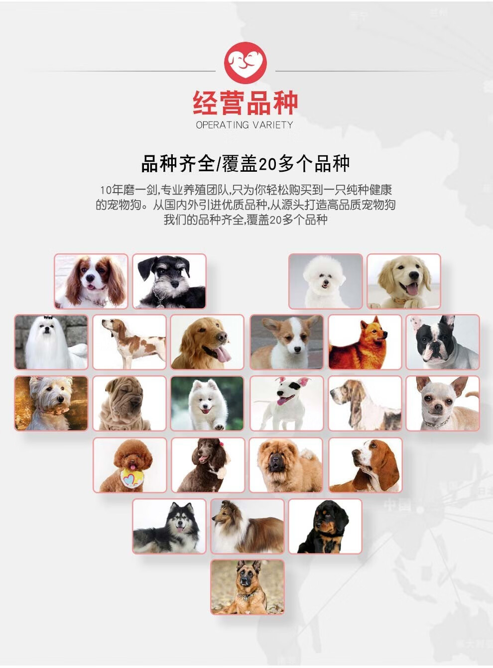 古代牧羊犬幼犬活体古牧纯种宠物狗狗古牧犬活体幼犬幼崽公母均有包
