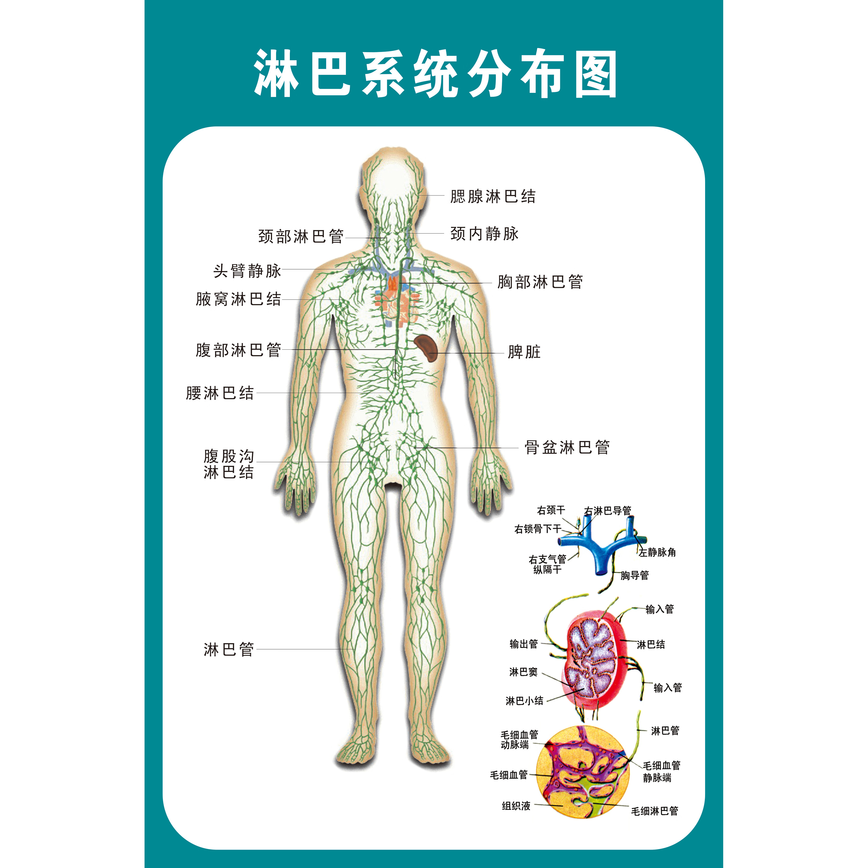 人體結構骨骼內臟消化神經血管肝胃生殖解剖系統示意圖醫學掛圖胃部