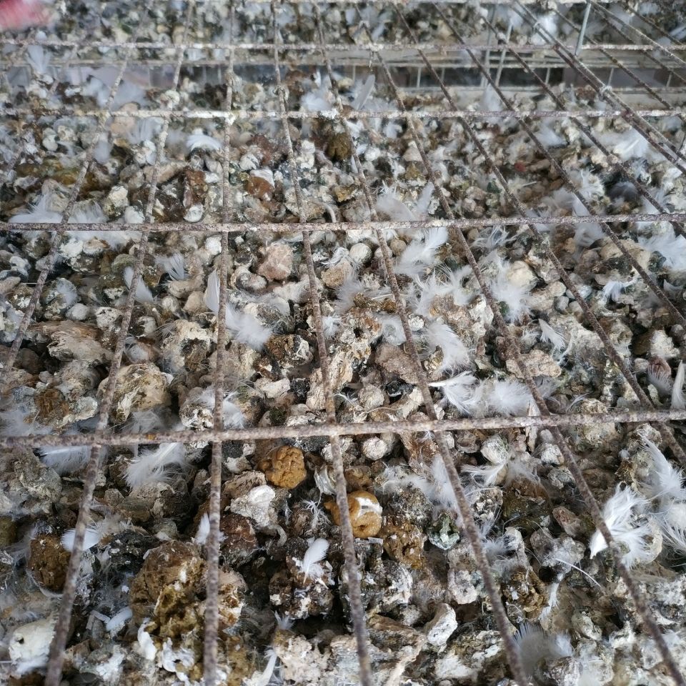 粪肥鸽子粪生物有机肥干鸽粪农家肥养花种菜肥料手工挑选散装定制辉泰