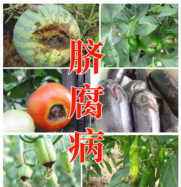 脐腐病素杀菌剂专用药 辣椒番茄脐腐病西红柿脐腐病 北美农大 1盒
