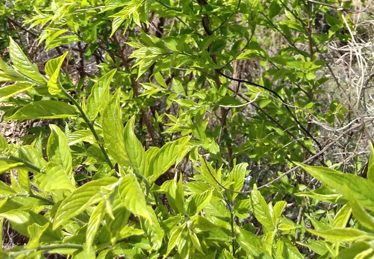 茗仟(mingqian) 茶甘枣叶茶崂山枣叶茶野茶芊罗叶茶茶叶枣茶绿茶 叶