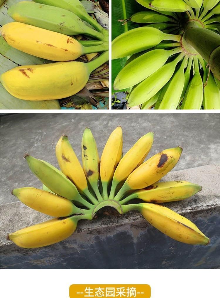 媚调广西牛角蕉芭蕉牛蕉大蕉大芭蕉牛角蕉净重新鲜香蕉水果酸甜香蕉