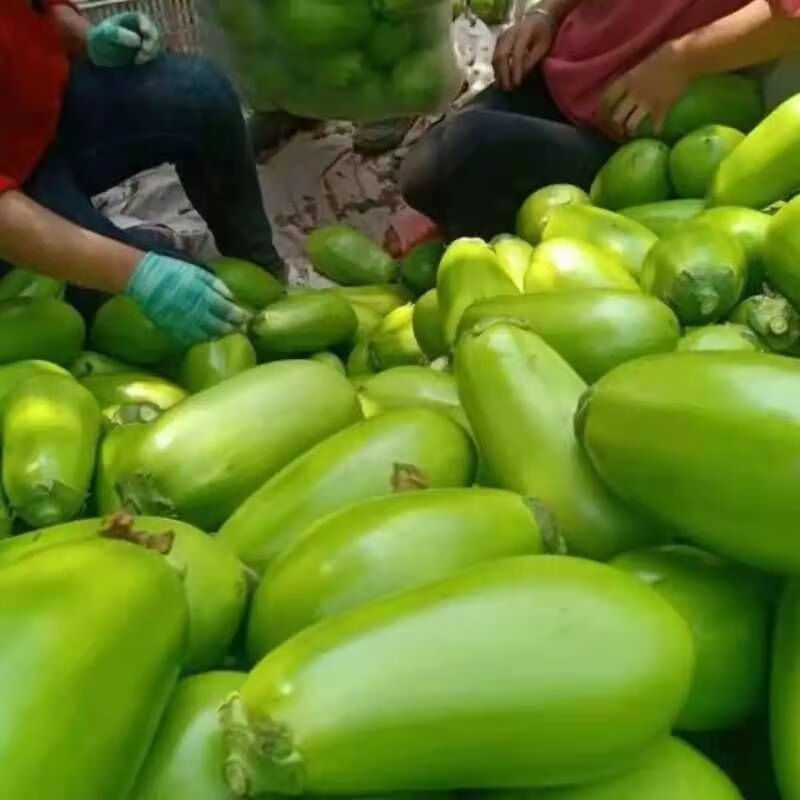 原產地新鮮茄子河南特產青茄子新鮮綠茄子蔬菜基地5斤精選裝