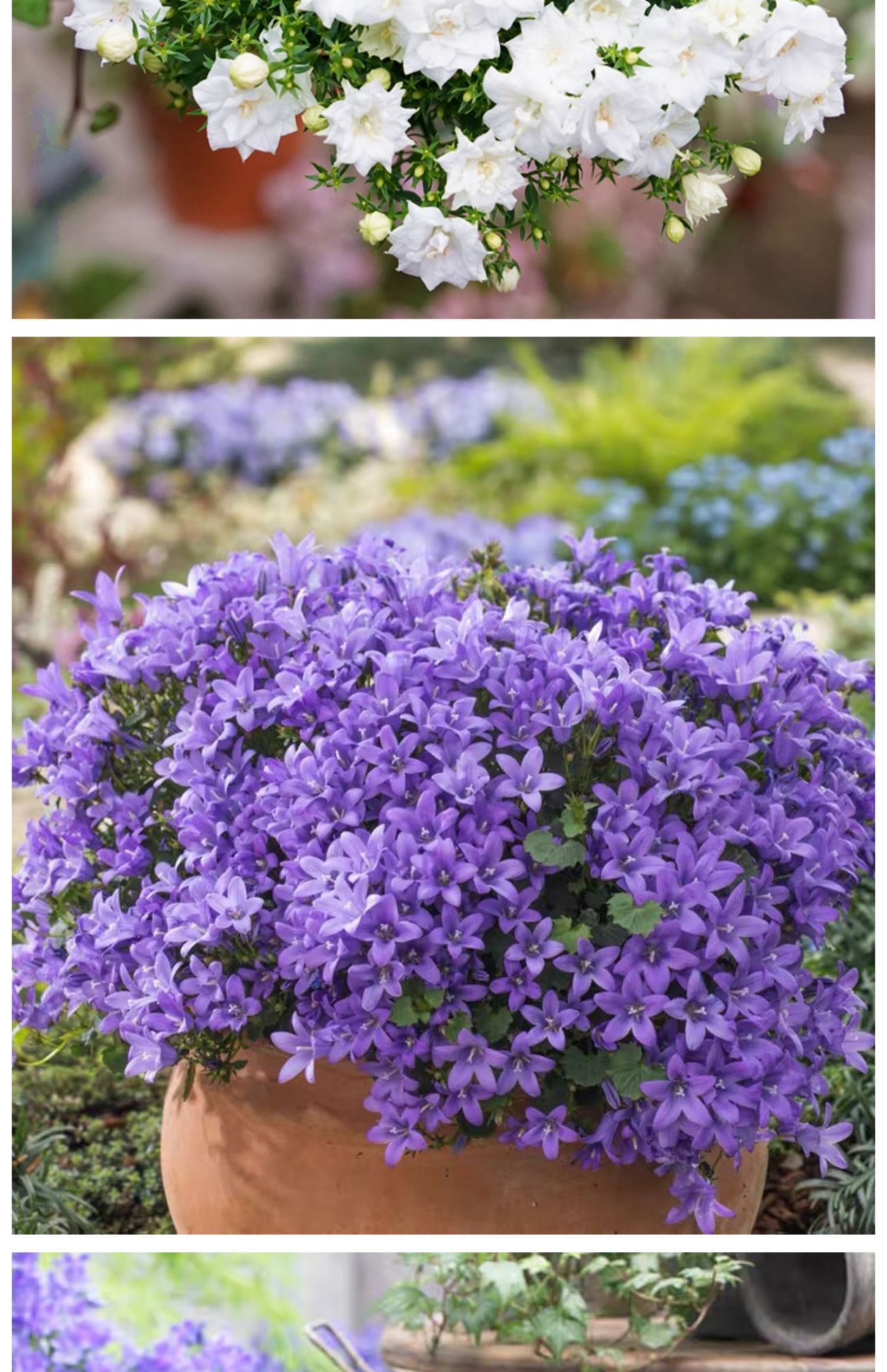 德骊嘉丹麦风铃草盆栽花苗开花植物室内阳台花卉四季好养活鲜花绿植