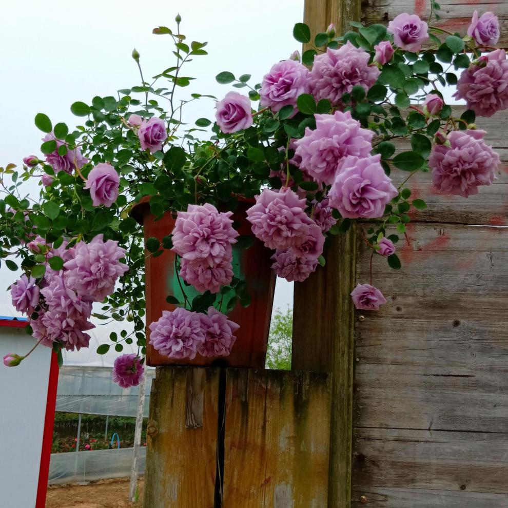 蓝色阴雨月季苗 大苗欧月龙沙宝石藤本蓝色阴雨月季垂吊爬藤花苗 橘